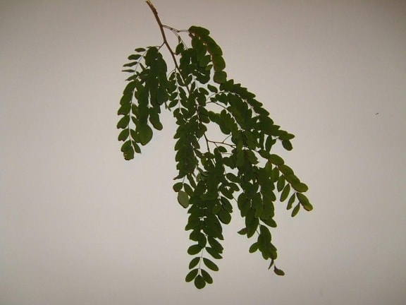 leaf, leaves, branch