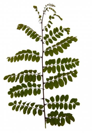 leaf, leaves, branch, acacia
