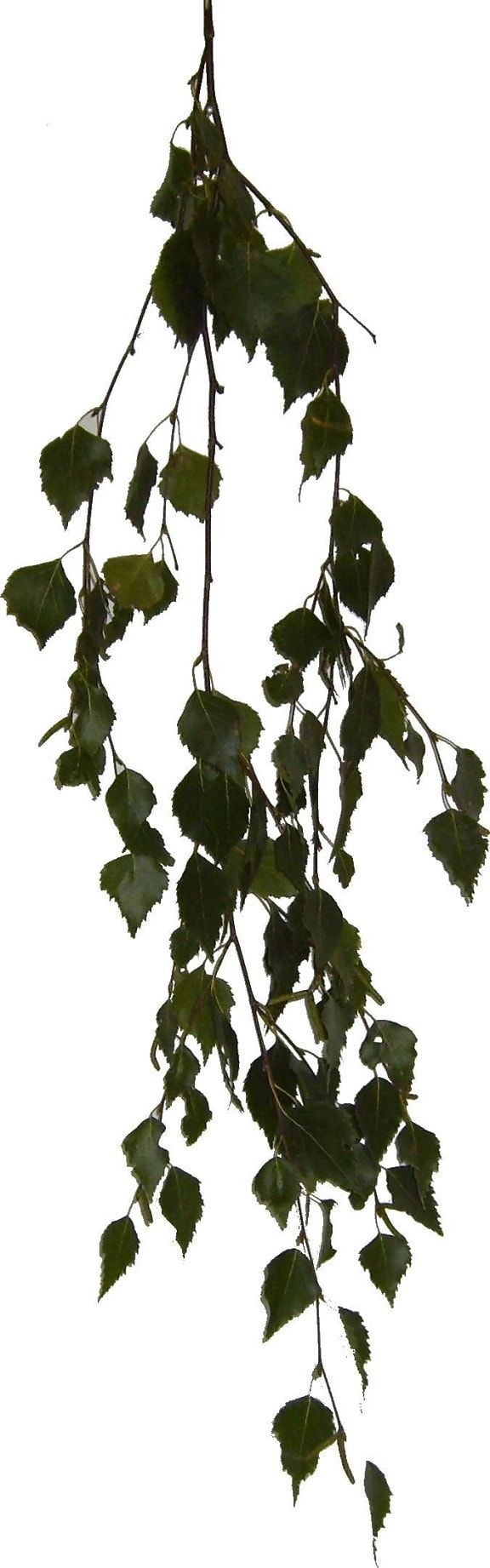 leaf, leaves, branch, birch, alpha