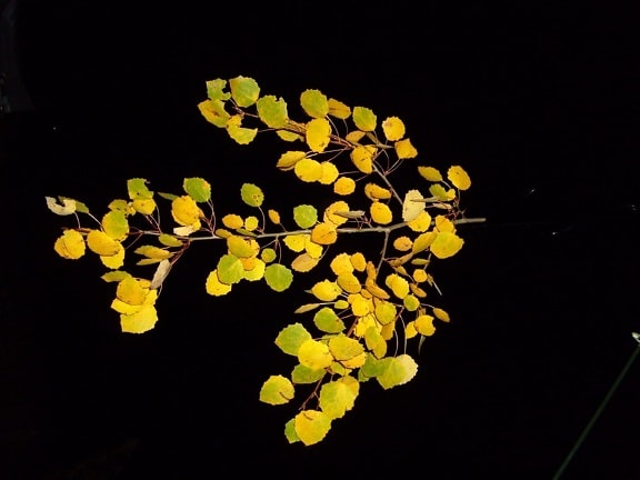 Blatt, Blätter, Zweig, Pappel, Herbst, Nacht