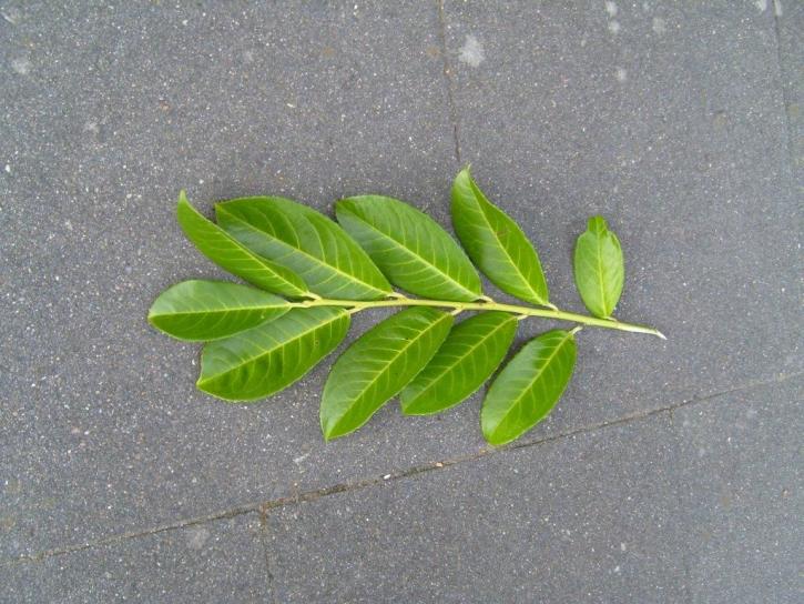 leaf, leaves, branch, texture