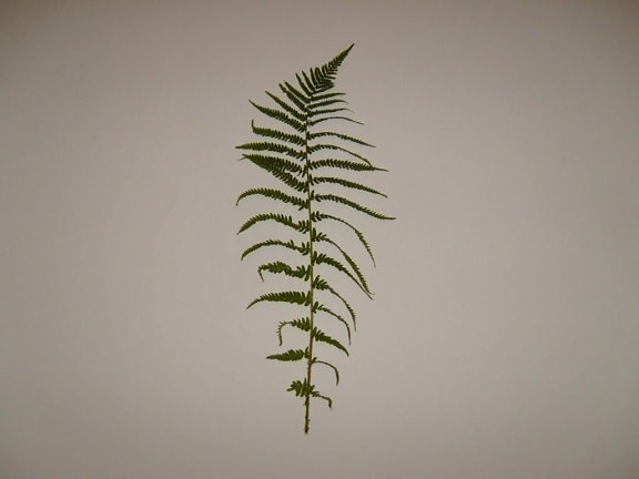 leaf, leaves, branch, texture, fern