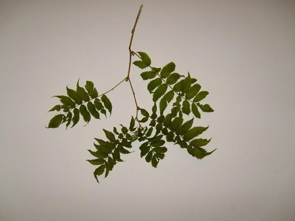 leaf, leaves, branch, texture, studio