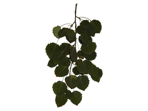 leaf, leaves, branch, white background