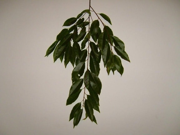 leaf, leaves, branches