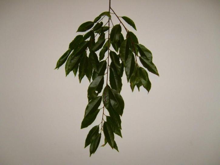 leaf, leaves, branches