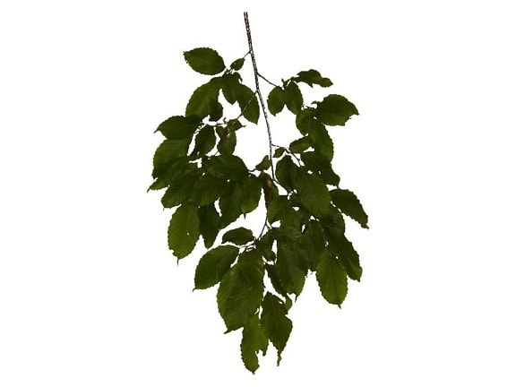 leaf, leaves, texture
