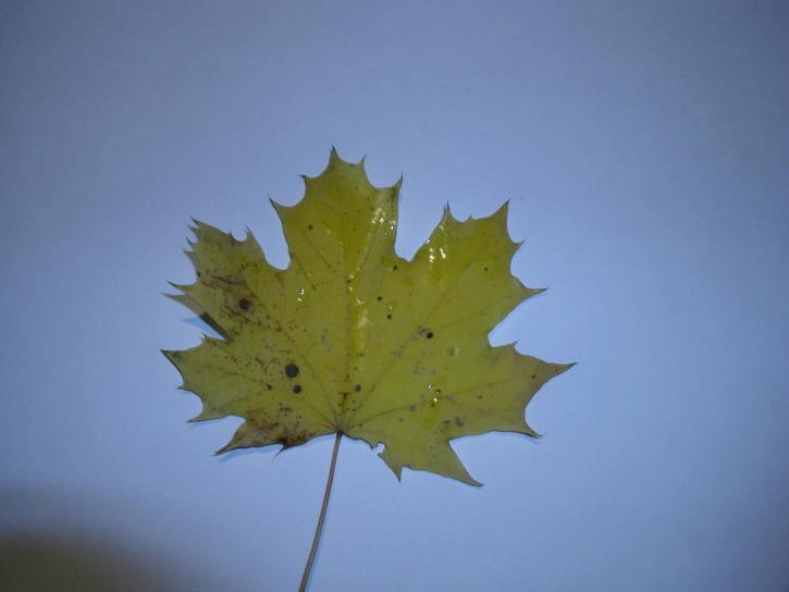 leaf, sun