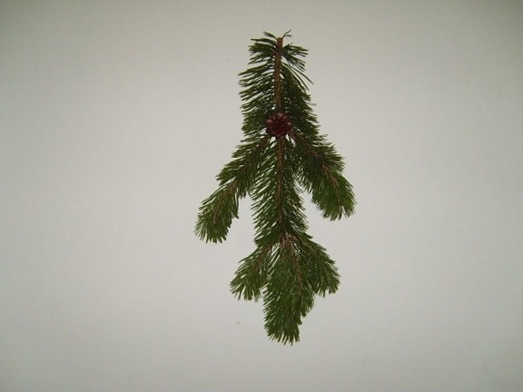 pine, branch, texture