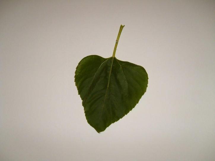 single, leaf