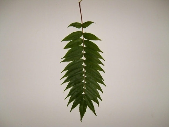 staghorn, sumac, essigbaum, leaf