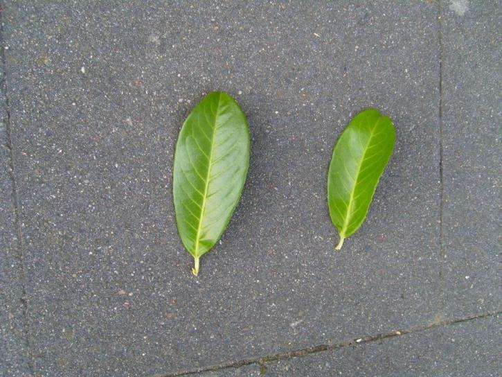 two, leaves