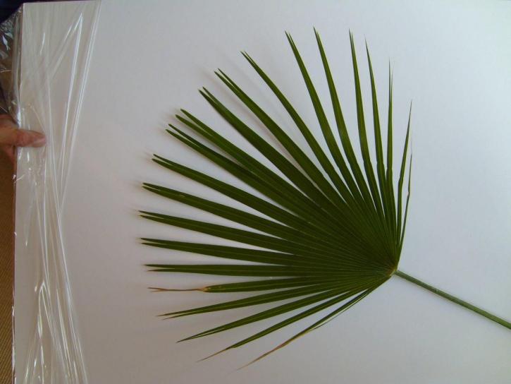 Washingtonia, palm, folha