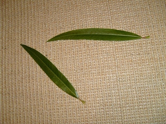 willow, leaf, leaves