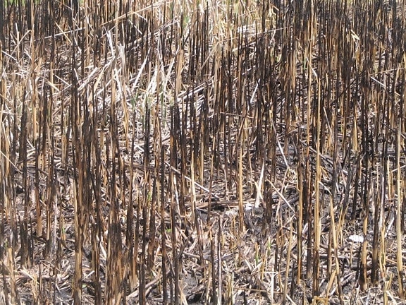 reeds, burned
