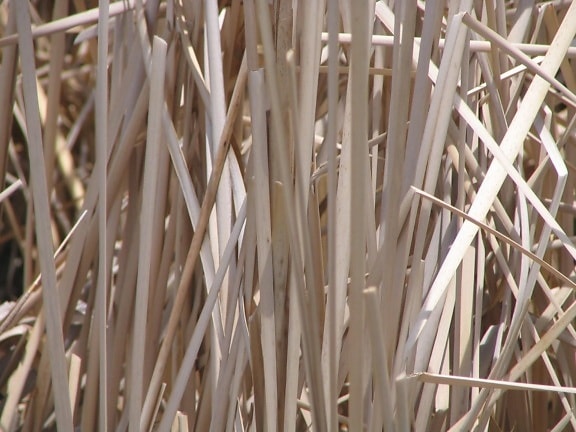 Typha latifolia, reeds, plant, close, dry season