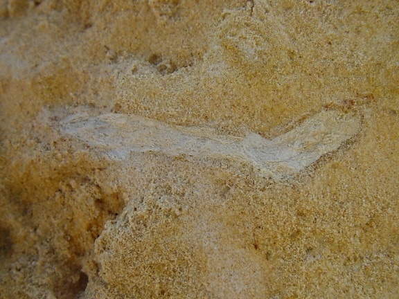 fossile, Brindille