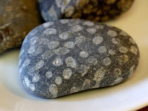 Các hóa thạch, đá, San hô