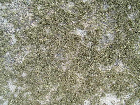 granite, mossy, lichen
