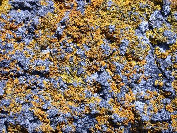 rock, lichen