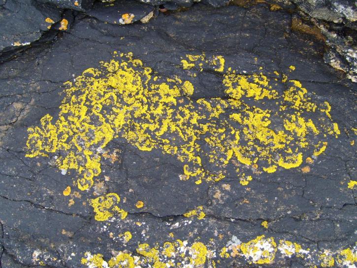 yellow, moss, stone