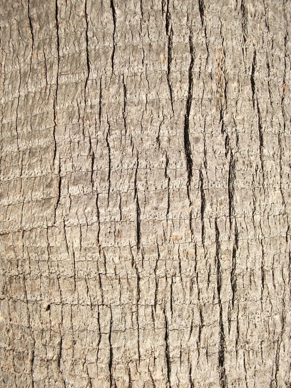 up-close, palm tree, trunk, pattern
