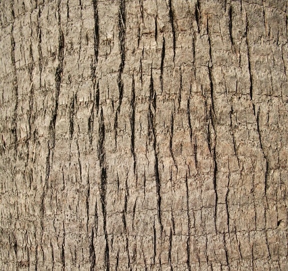 up-close, palm tree, trunk, texture