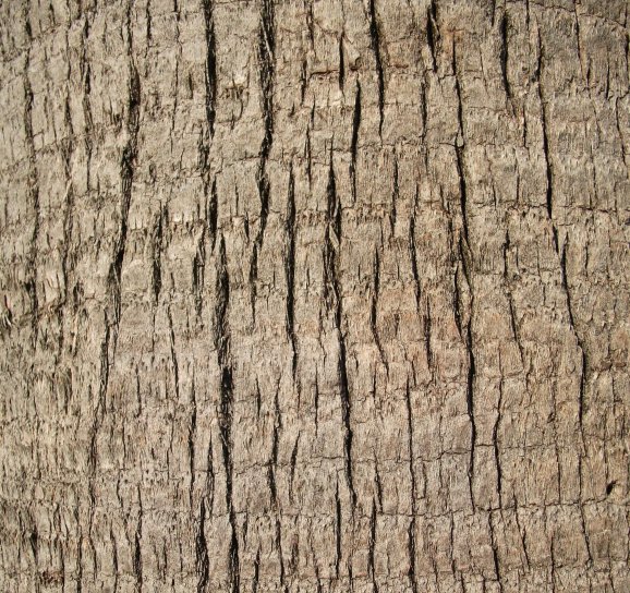 up-close, palm tree, trunk, texture