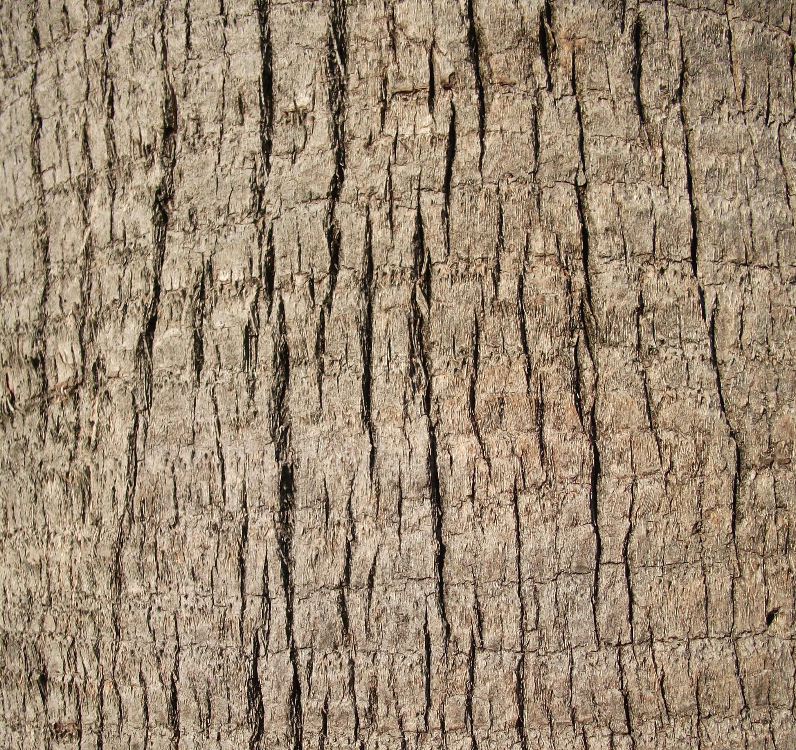 Free picture: up-close, palm tree, trunk, texture