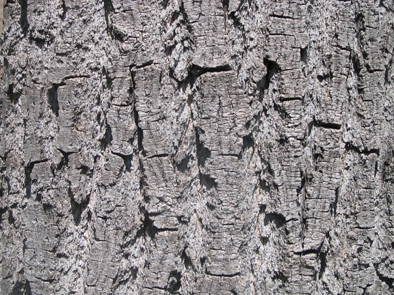 bark, cortex, texture