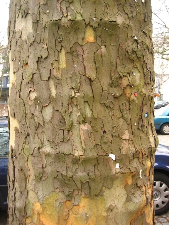 bark, rind, tree