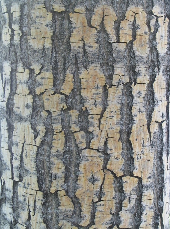 树皮, 质地, 木材