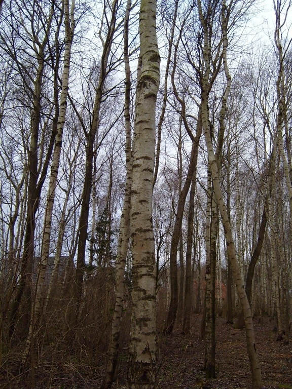 Birch, tree, cortex, trunk, skov