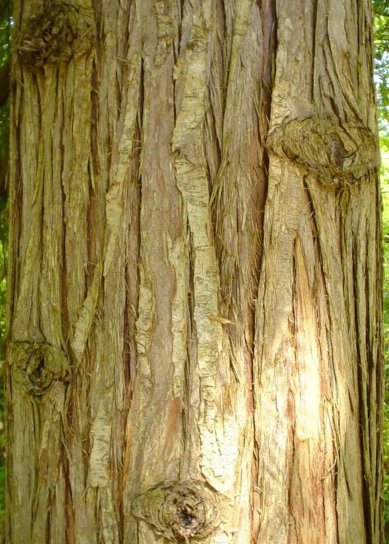 Cedar, bark