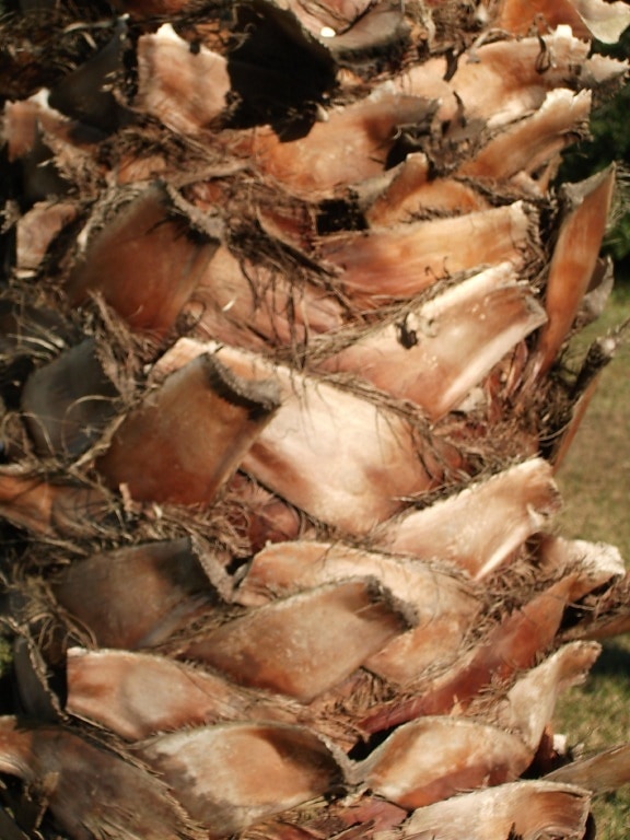 palm ký-đóng, một phần, cây, thân cây