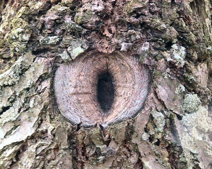 knot, young, walnut, tree