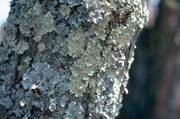 licheni, albero, corteccia, licheni, corteccia