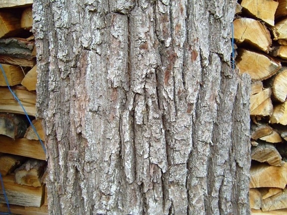 old, tree, bark