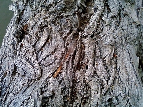 old, tree bark, up-close, texture