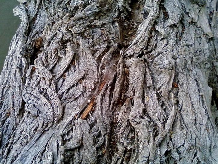 viejo, corteza de árbol, de cerca, la textura
