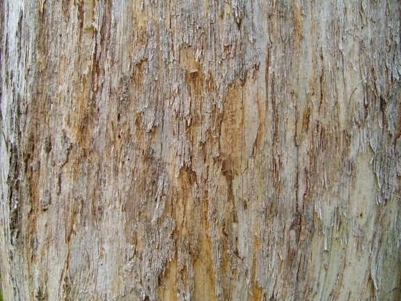 old, wood, tree, trunk, close