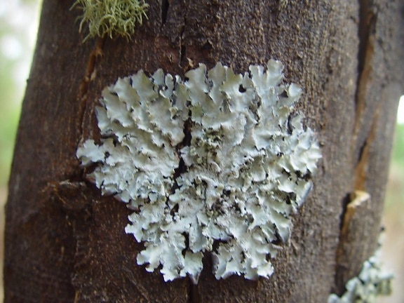 pale, lichen, tree