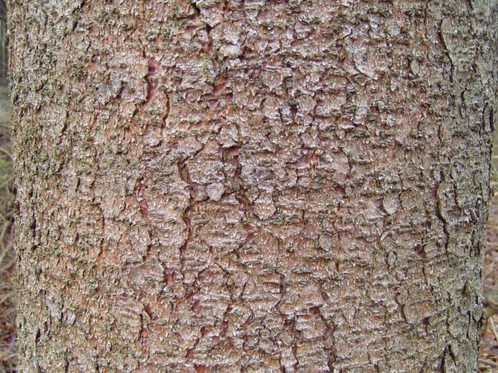 tall, träd, bark