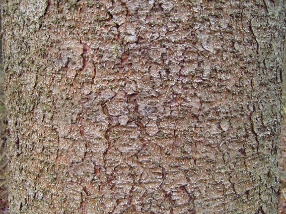 pin, arbre, écorce, texture