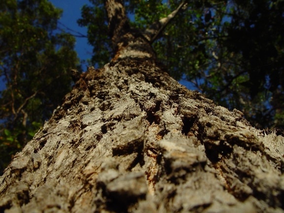 redgum, perspective, bark, tree