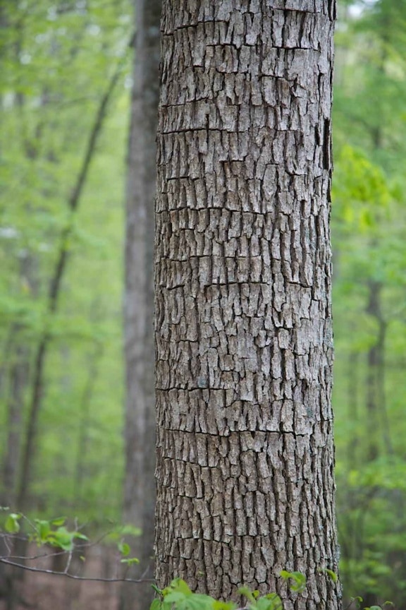 textured, bark, hardwood, tree, green, foliage, background