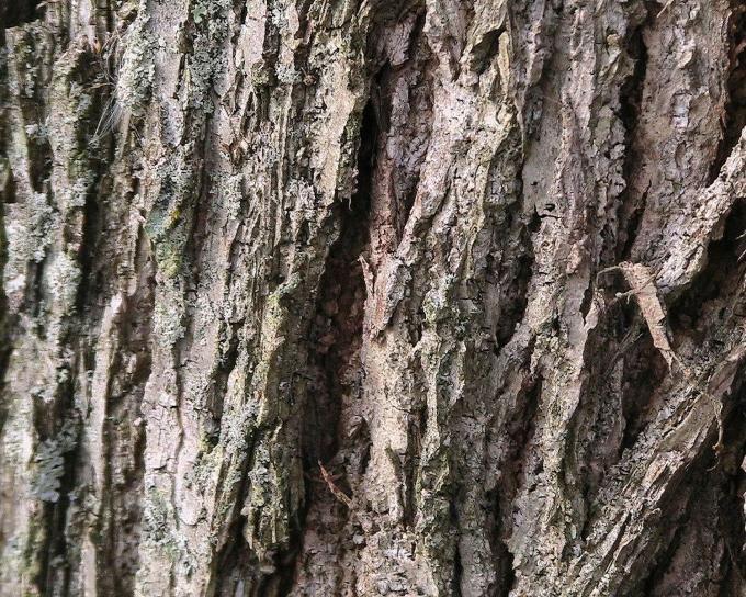 walnut, tree, bark