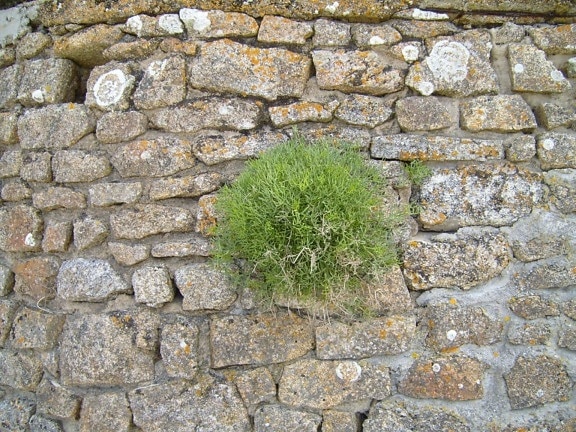 buisson, mur