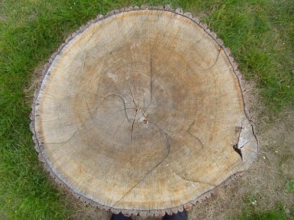 old, wood, tree, disc