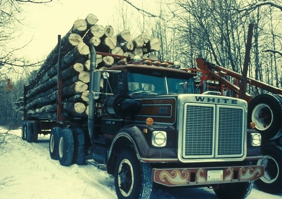 caminhão, carrega, muitos, álamo tremedor, cortar, árvores